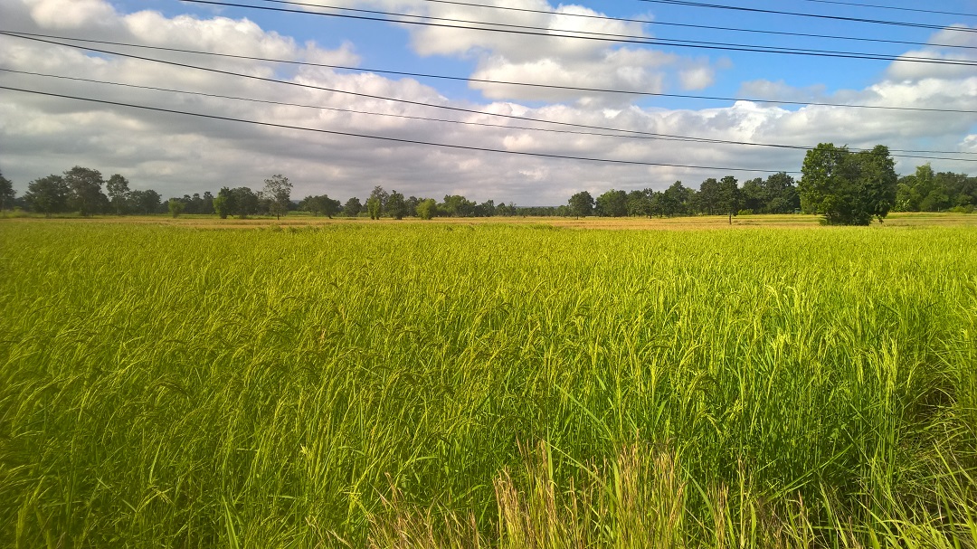 Hauefig mit Reisfeldern in den verschiedensten Gruentoenen....