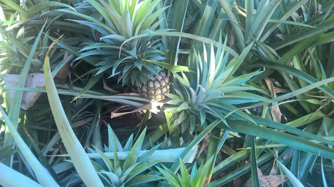Fuer den interessierten Leser: So sieht die Ananaspflanze aus...