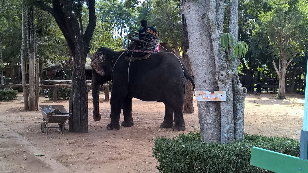 Selbst wenn da ein Thai an den Zügeln sitzt bleibe ich besser auf Distanz....Elefanten mögen keine Motorräder...